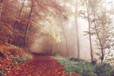 Bosque en otoño