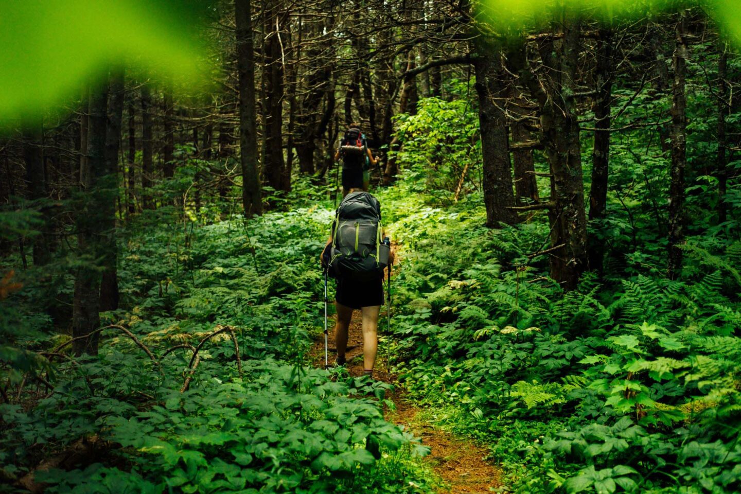 Senderistas con bastones se adentran en el bosque